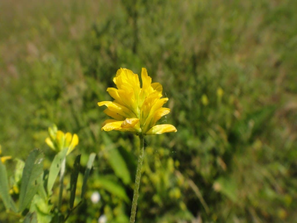 Trifolium patens Schreb.