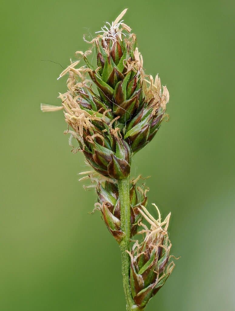 Carex muricata L.