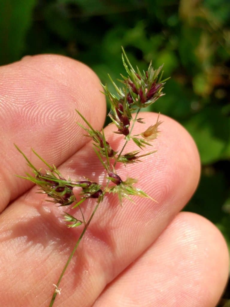 Poa bulbosa L.