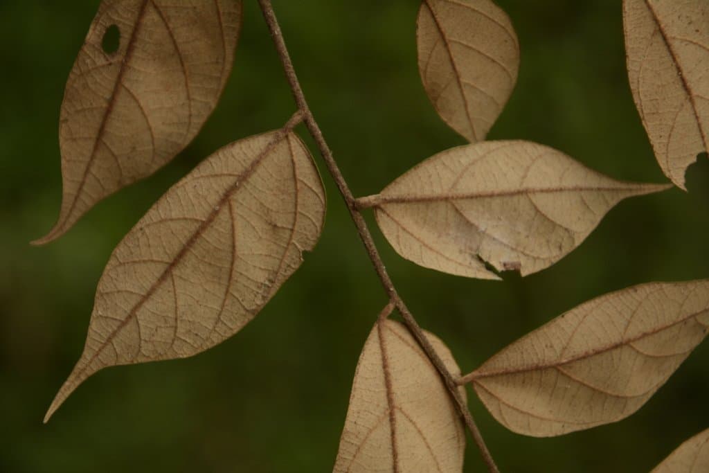 Pterospermum rubiginosum B.Heyne
