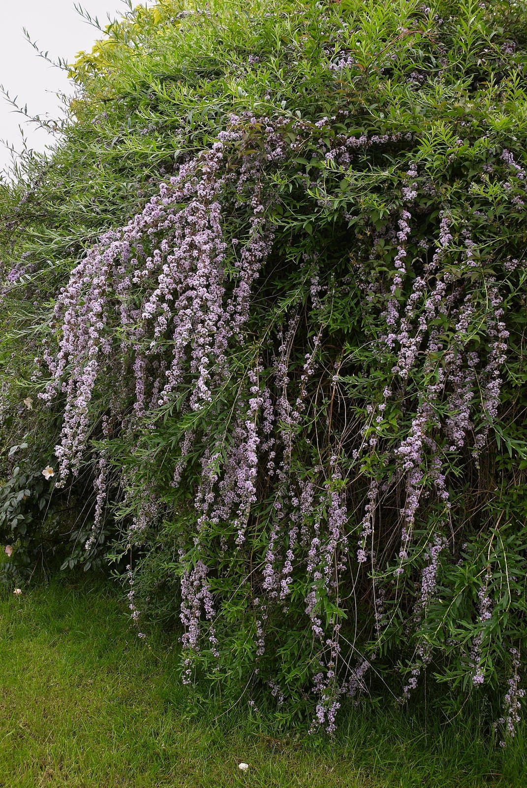 Buddleja alternifolia Maxim.
