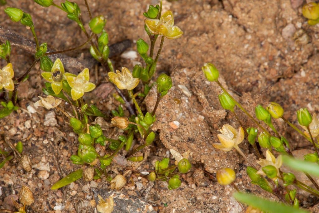 Sagina maritima Don