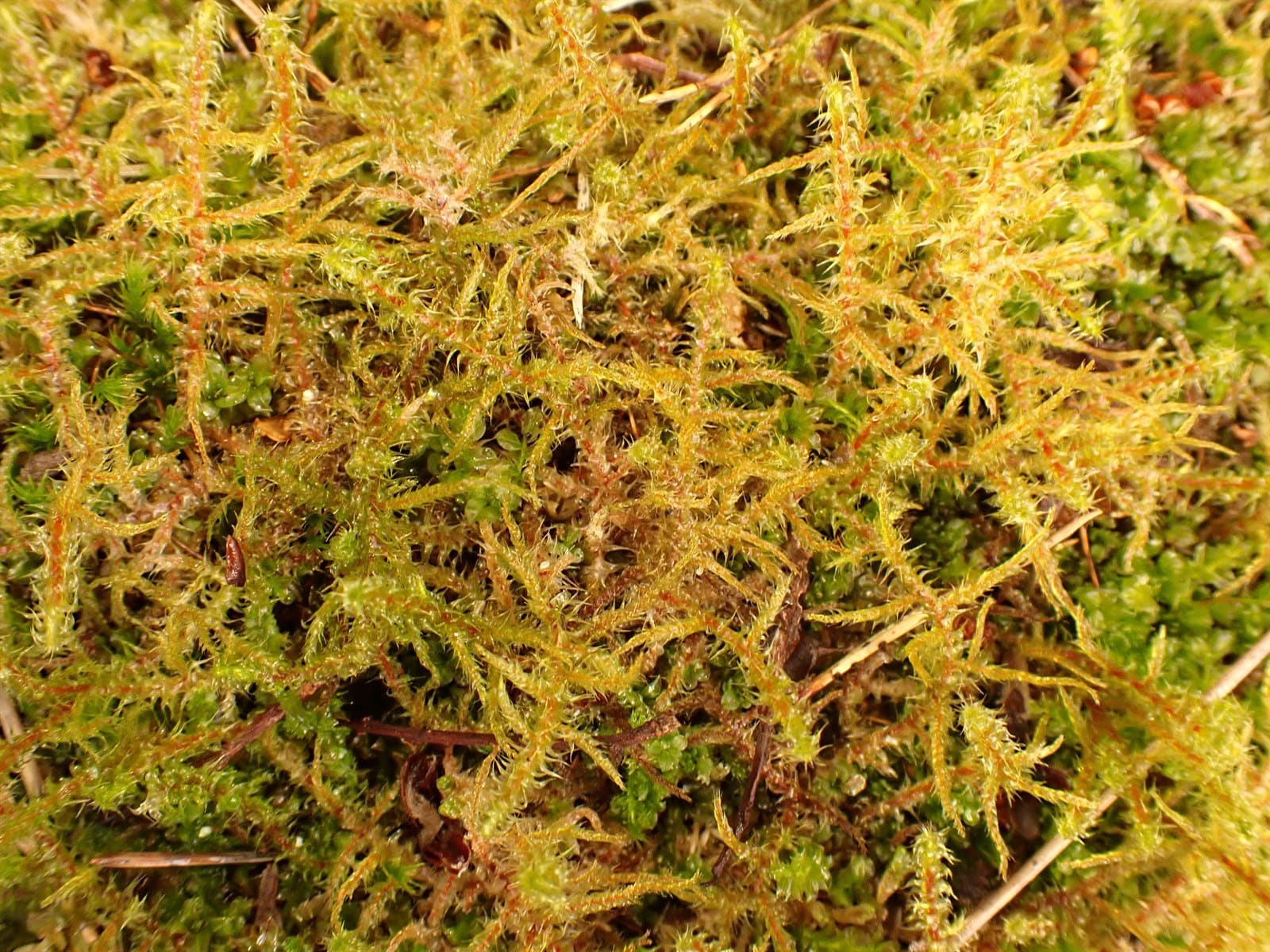 Rhytidiadelphus subpinnatus (Lindb.) T.J.Kop.