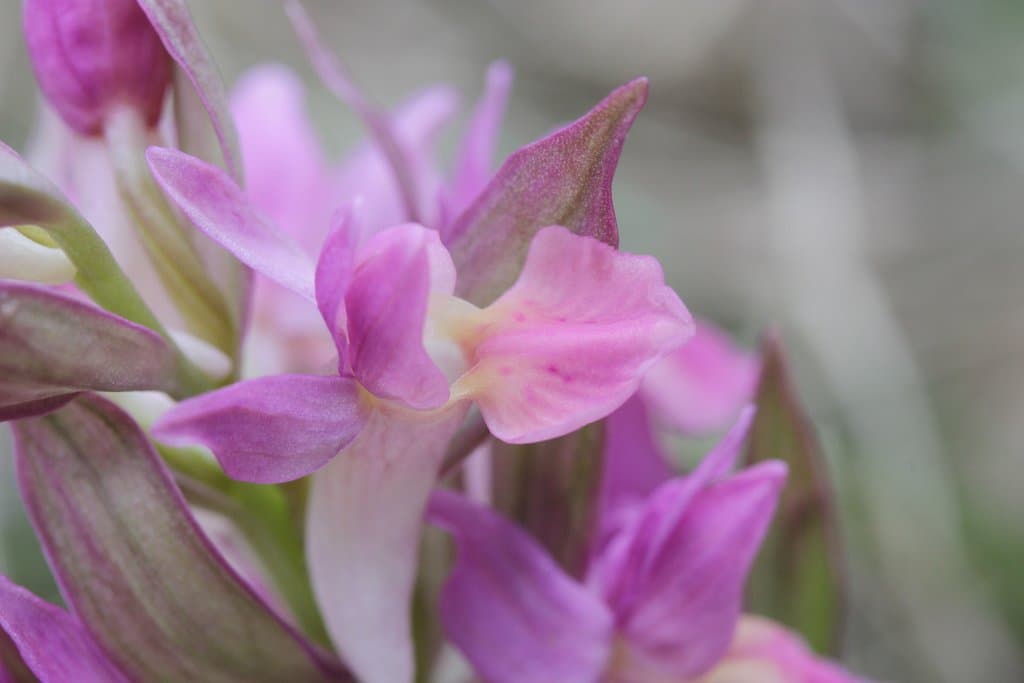Dactylorhiza sambucina (L.) Soó