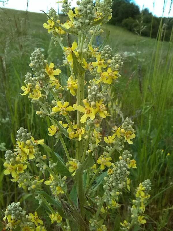 Verbascum lychnitis L.