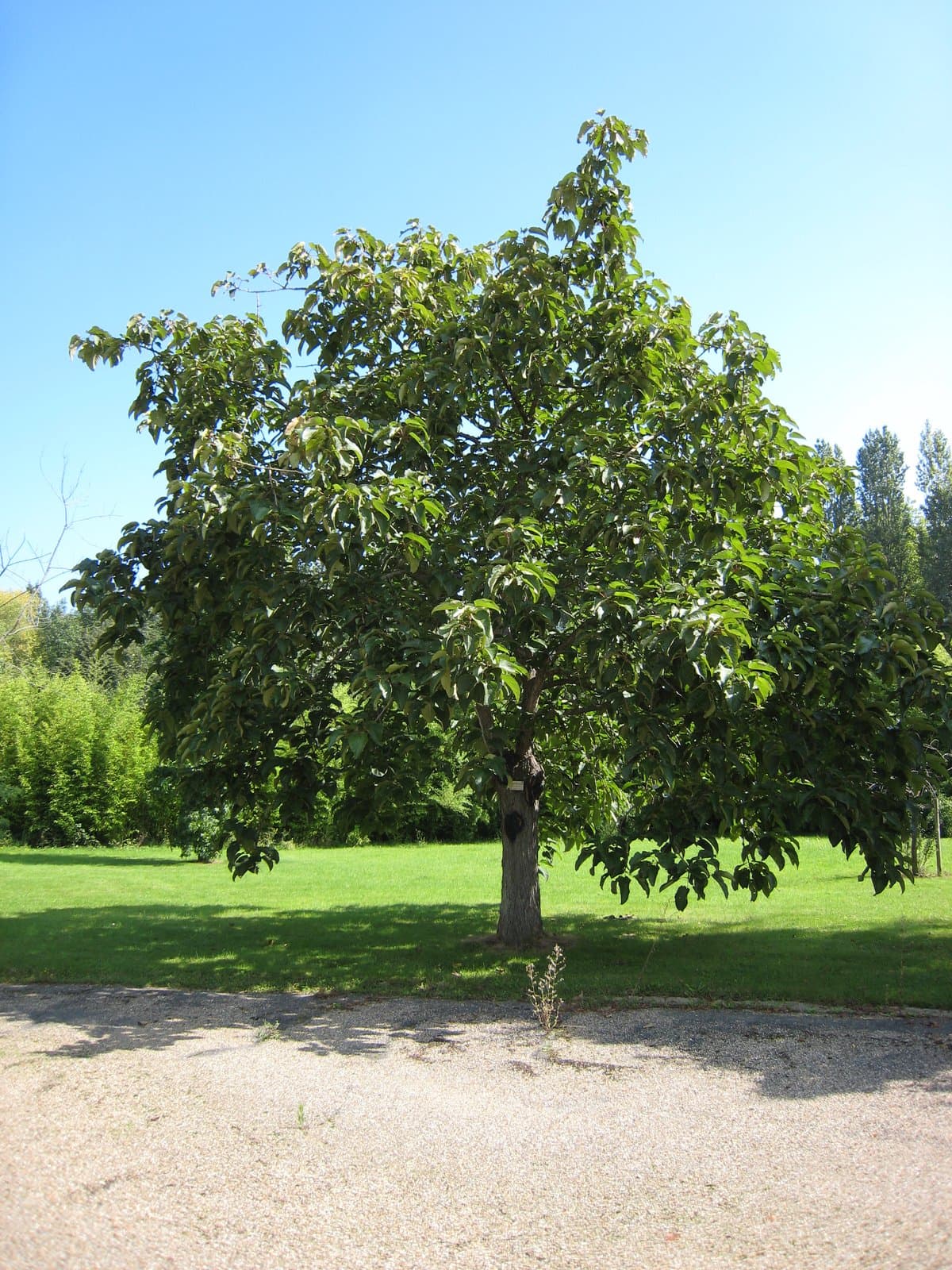 Populus lasiocarpa Oliv.