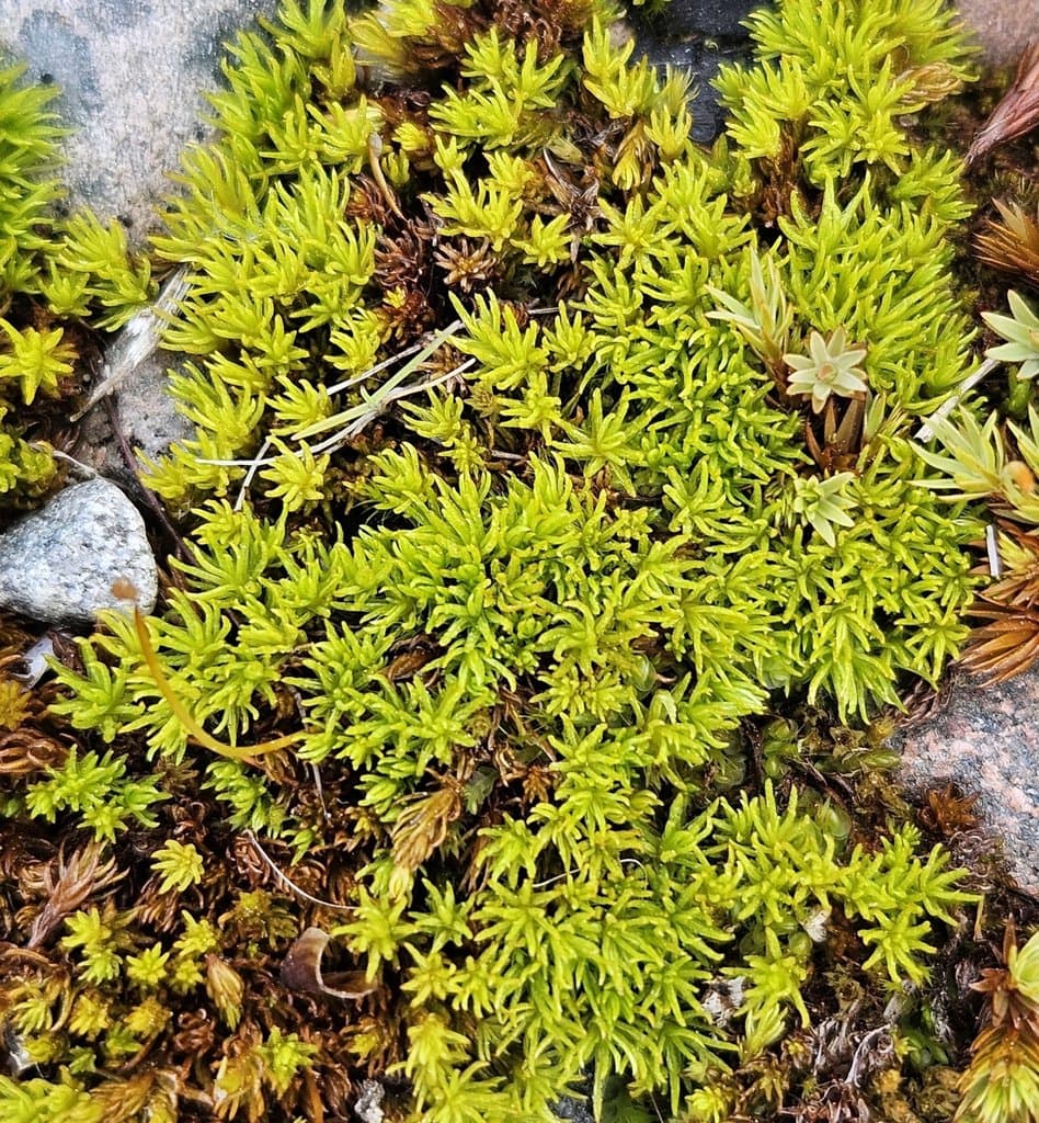 Oligotrichum hercynicum (Hedw.) DC.