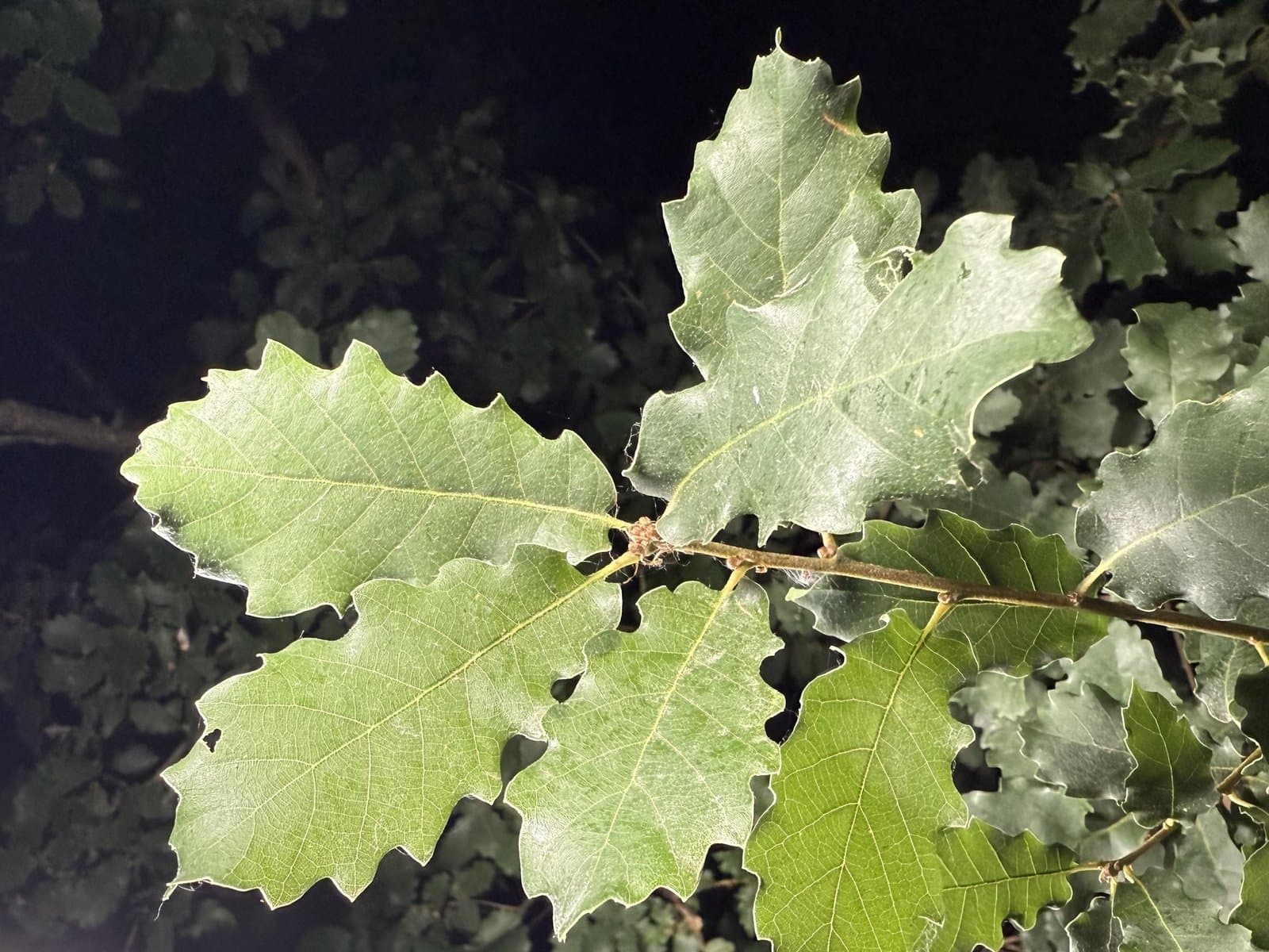 Quercus pubescens subsp. subpyrenaica (Villar) Rivas Mart. & C.Saenz