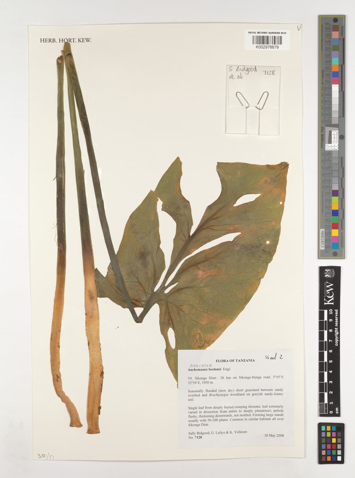 Anchomanes boehmii Engl.