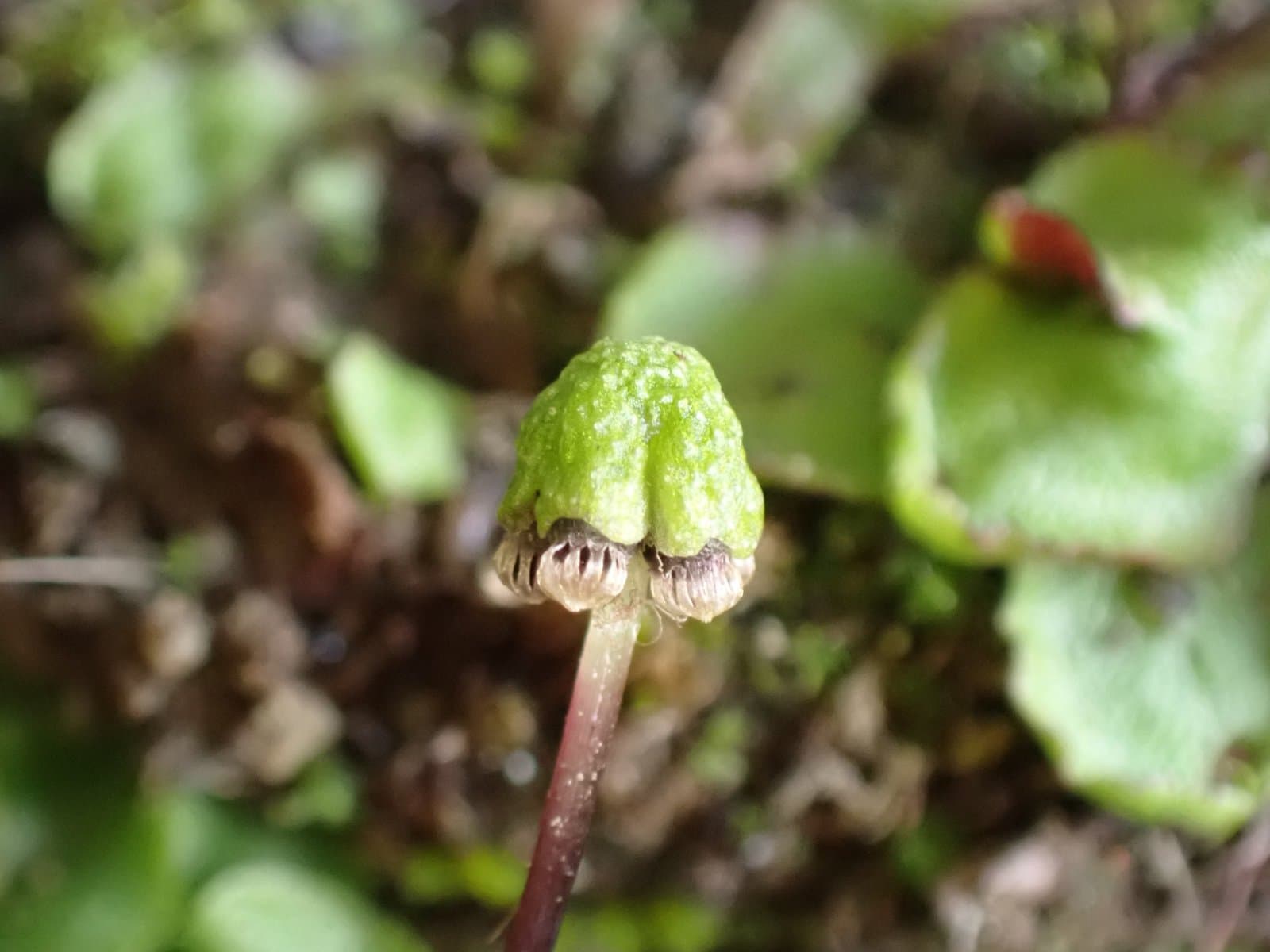 Asterella lindenbergiana (Corda ex Nees) Lindb. ex Arnell
