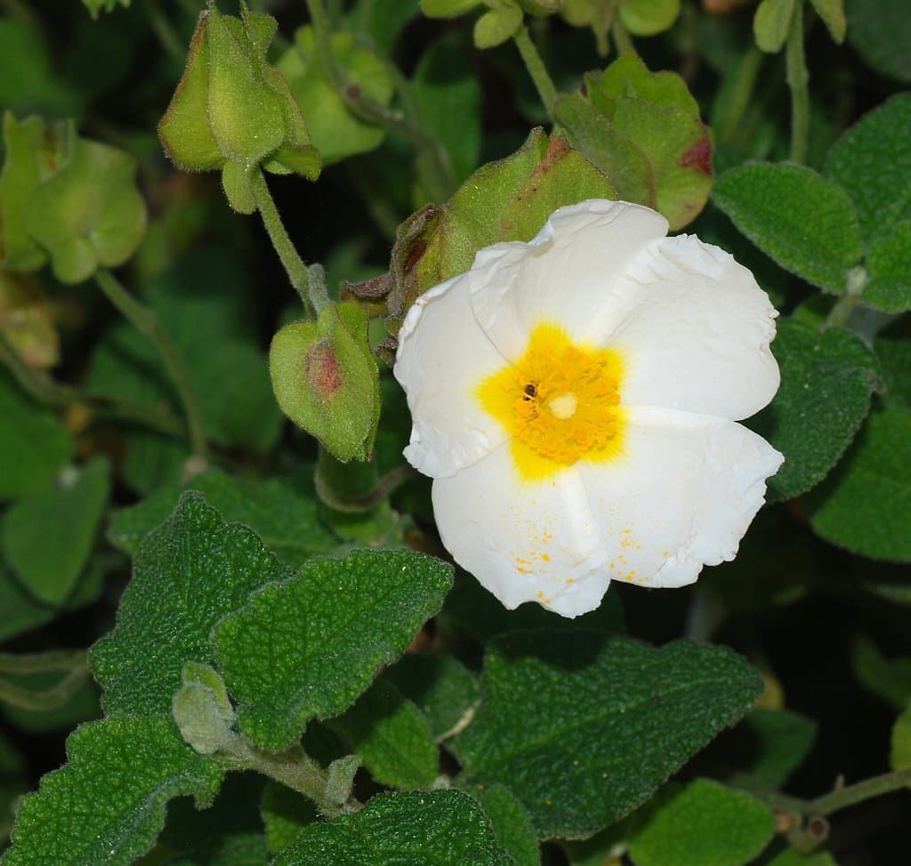 Cistus salviifolius L.