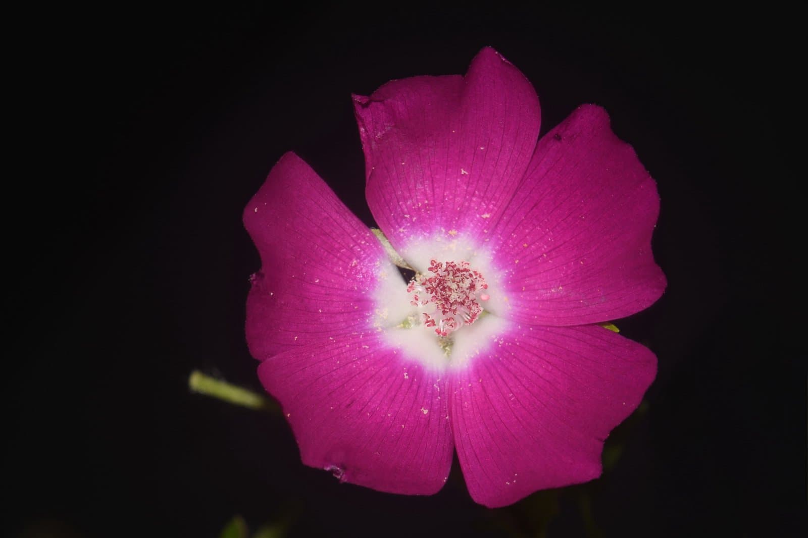 Callirhoe involucrata var. involucrata