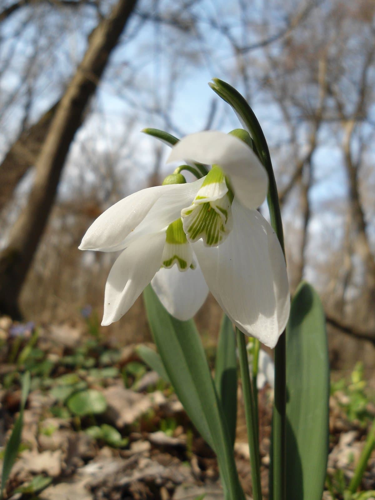 Galanthus elwesii Hook.f.