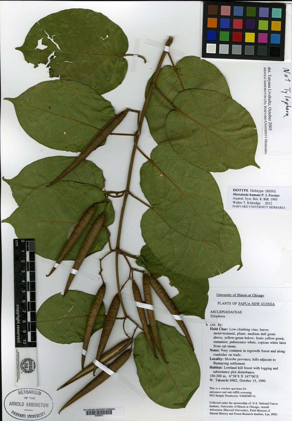 Gymnema hamatum (P.I.Forst.) P.I.Forst.
