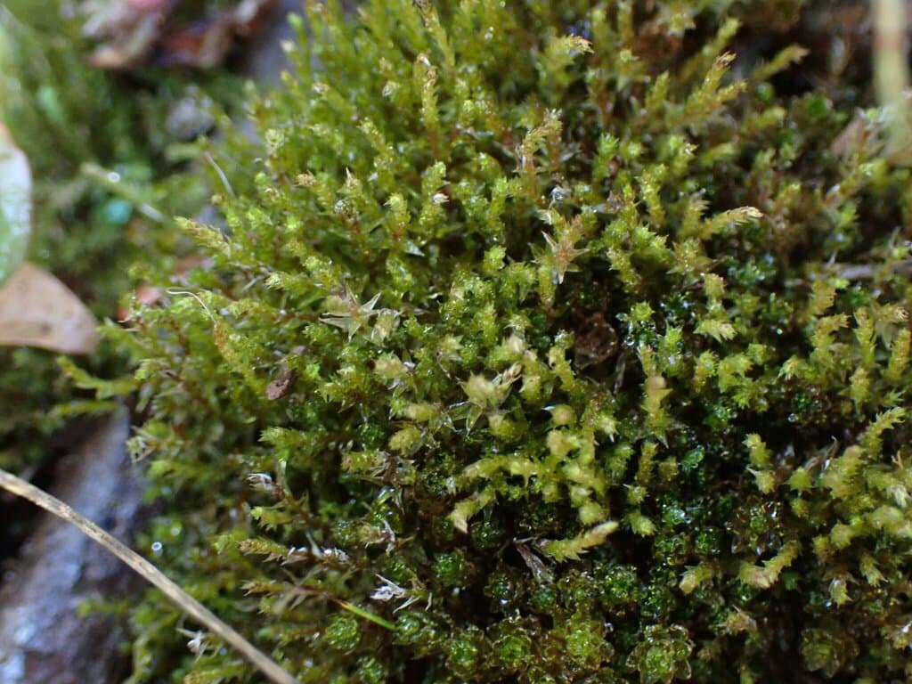 Pohlia bulbifera (Warnst.) Warnst.
