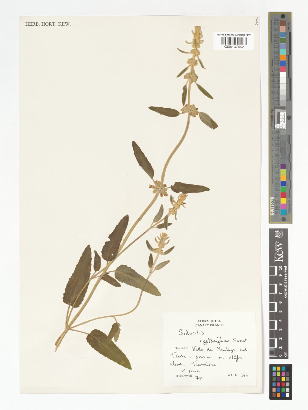 Sideritis cystosiphon Svent.