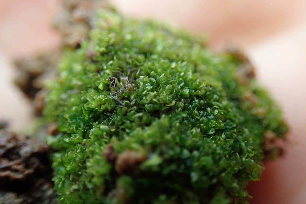 Fossombronia foveolata Lindb.