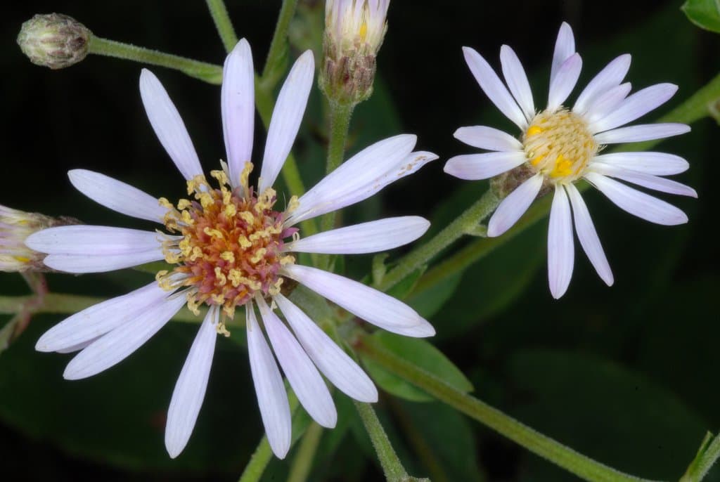 Eurybia macrophylla (L.) Cass.