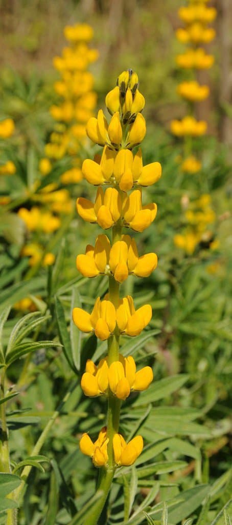 Lupinus luteus L.