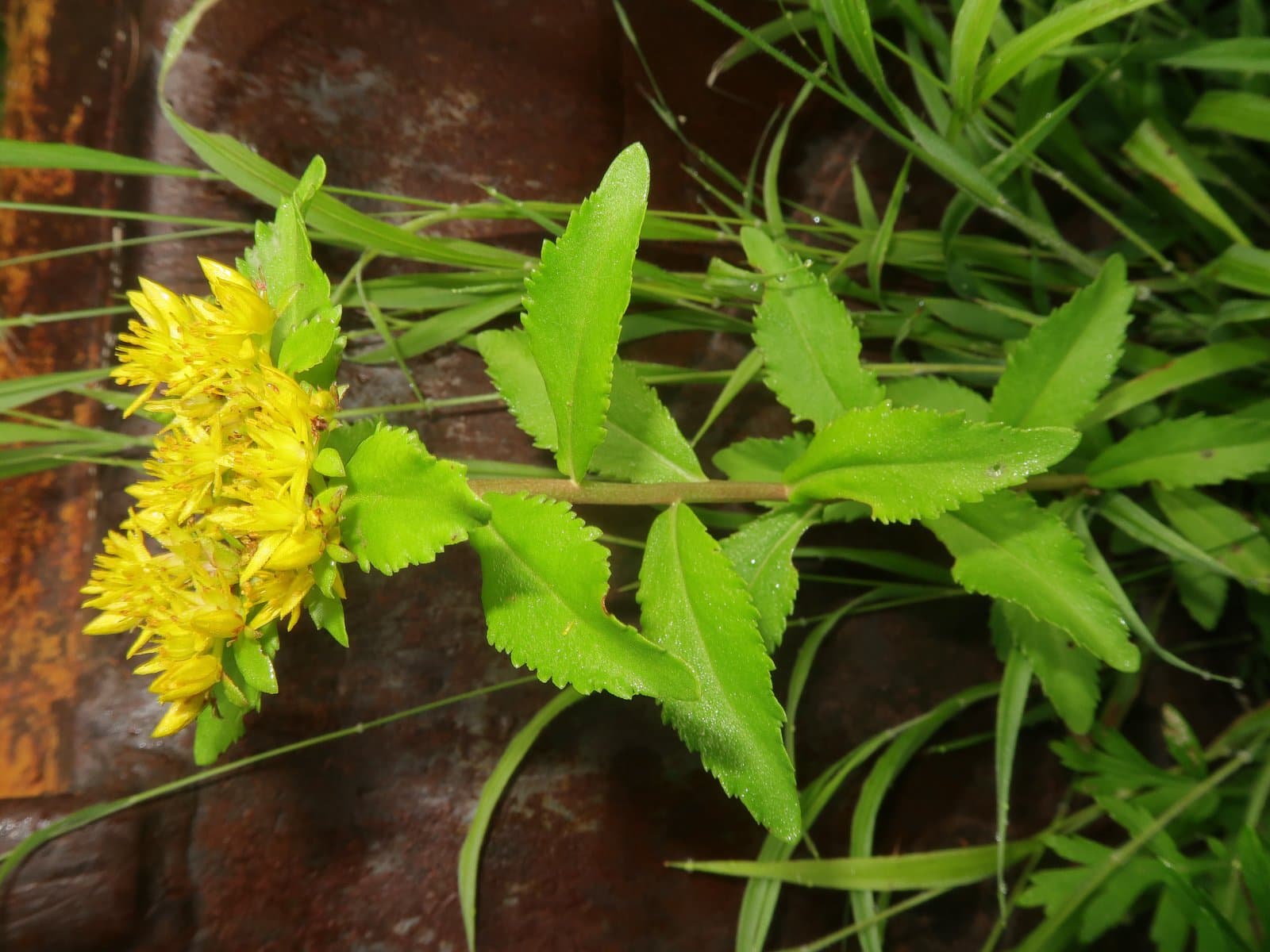 Phedimus aizoon (L.) 't Hart