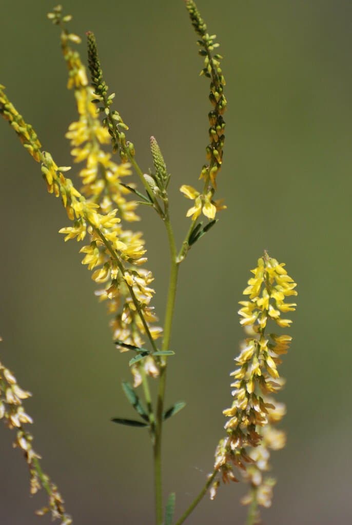 Melilotus officinalis (L.) Lam.