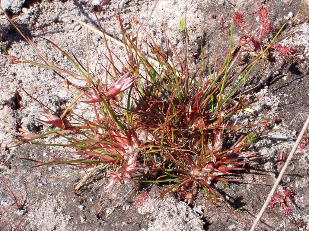 Juncus bulbosus L.