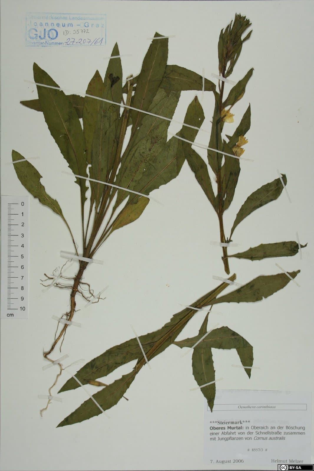 Oenothera ×carinthiaca Rostanski