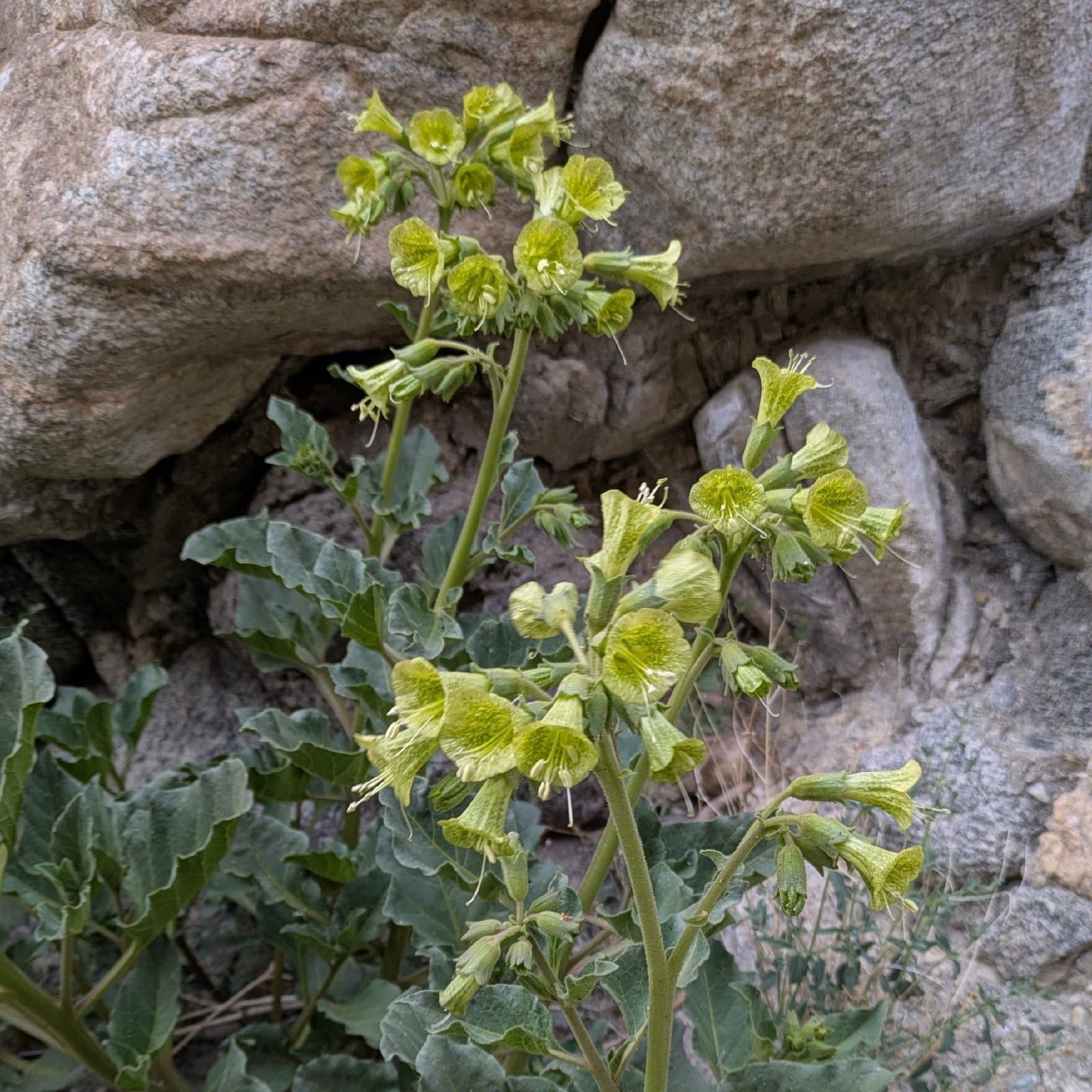 Physochlaina praealta (Decne.) Miers