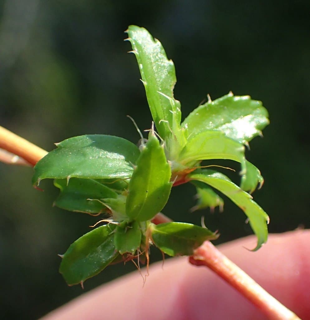 Cliffortia ferruginea L.fil.