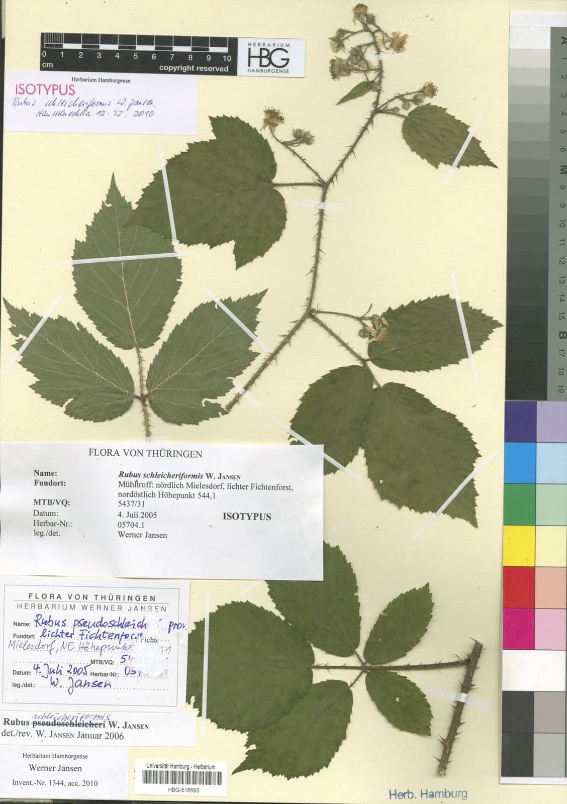 Rubus schleicheriformis W.Jansen