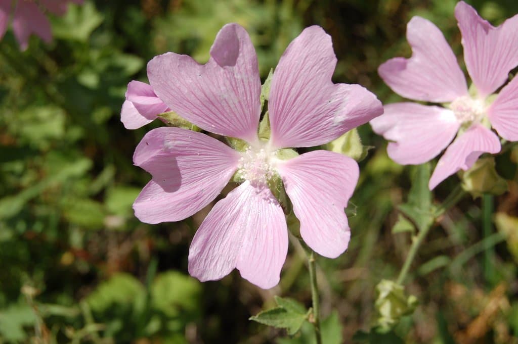 Malva thuringiaca (L.) Vis.