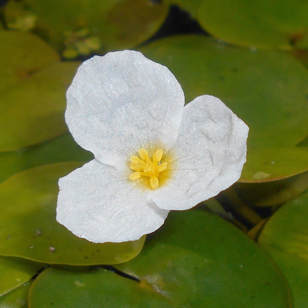 Hydrocharis morsus-ranae L.