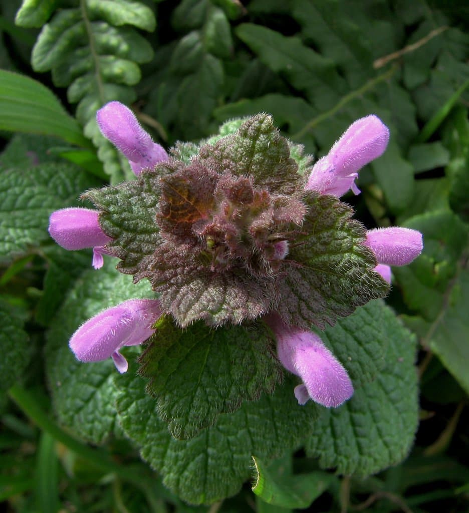Lamium purpureum L.