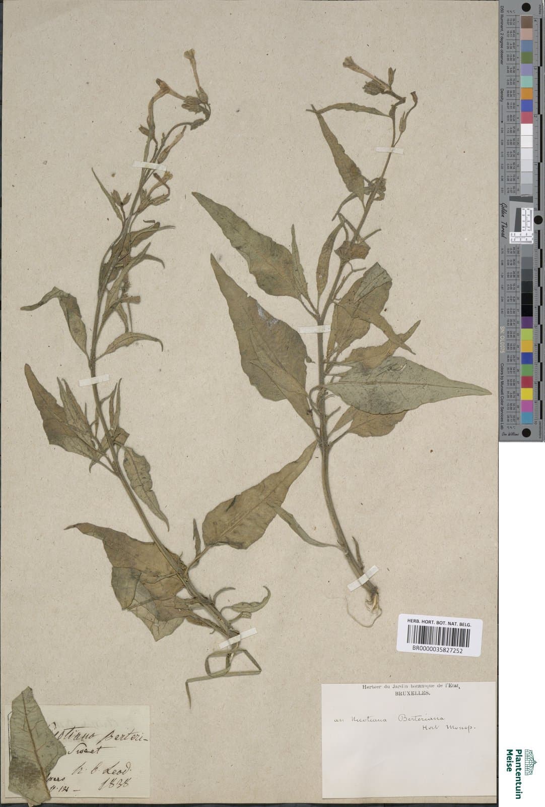 Nicotiana berteroana hort. ex G.Don, 1839