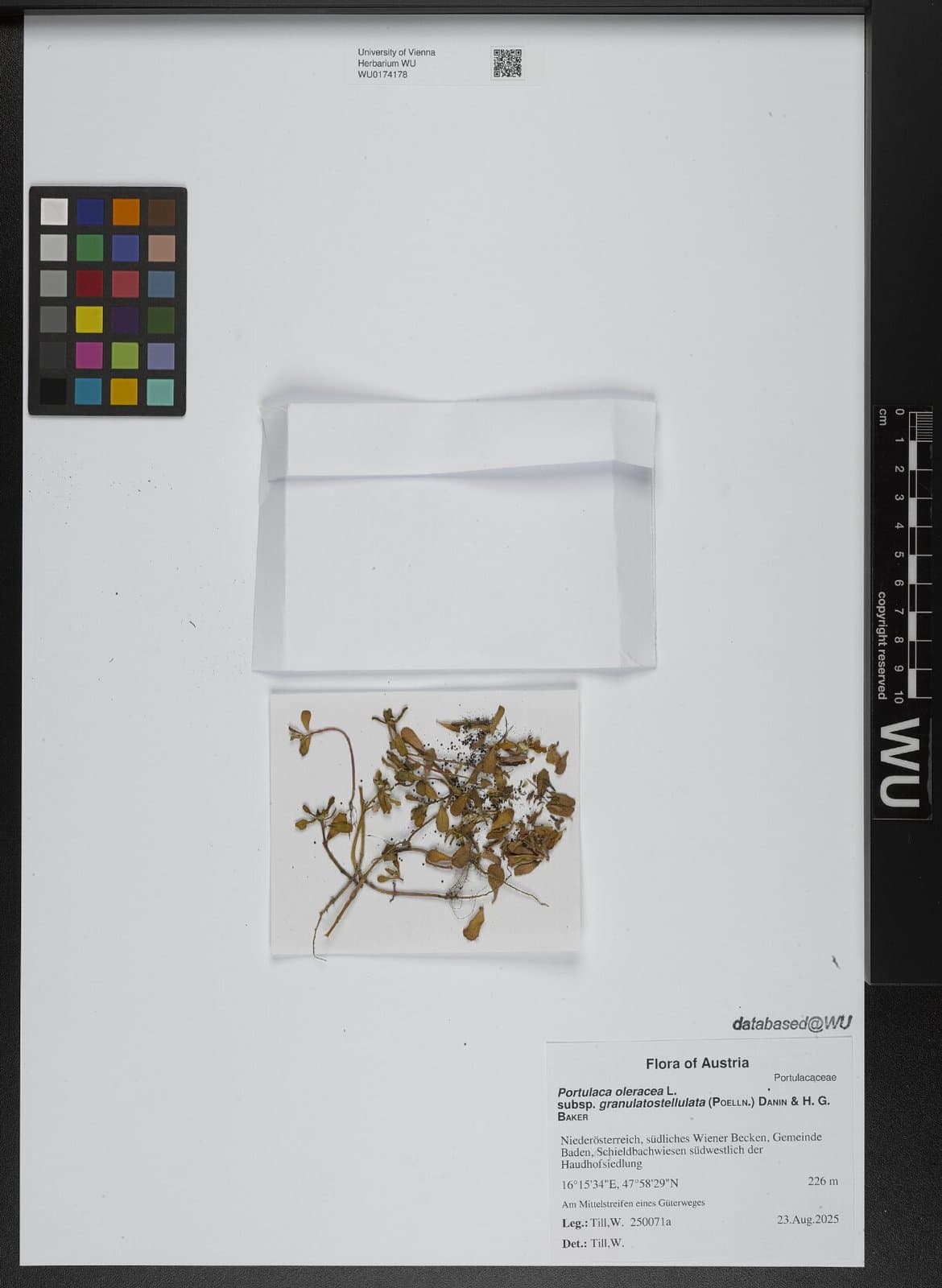 Portulaca granulatostellulata (Poelln.) Ricceri & Arrigoni