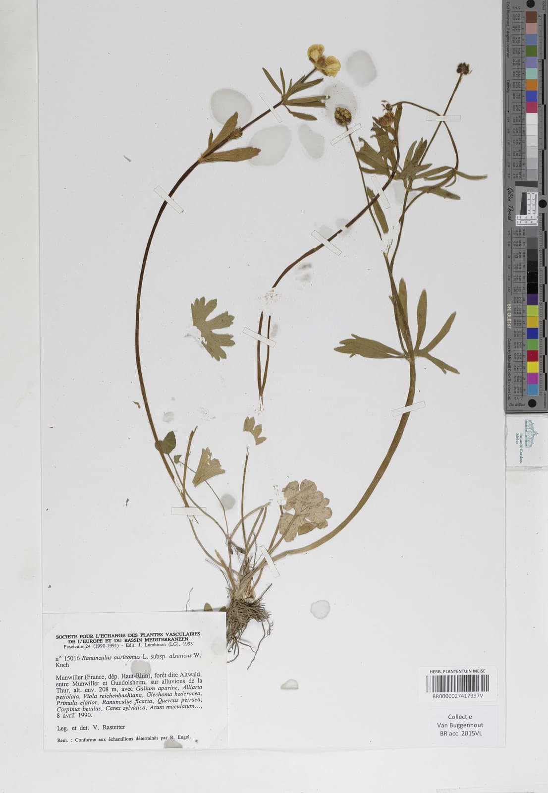 Ranunculus alsaticus W.Koch