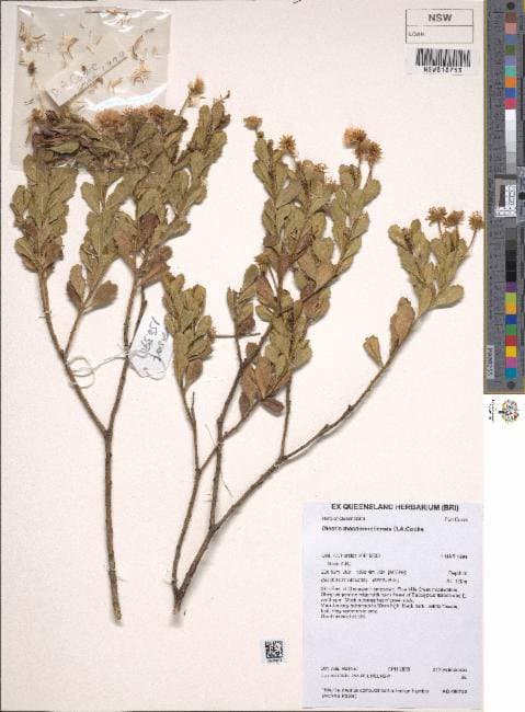Landerolaria orientalis (A.R.Bean & Jobson) G.L.Nesom