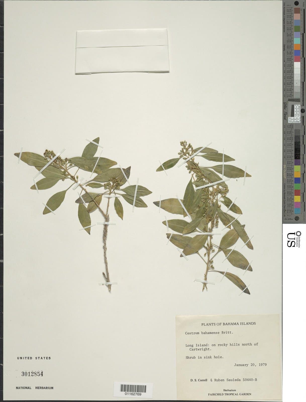 Cestrum bahamense Britton