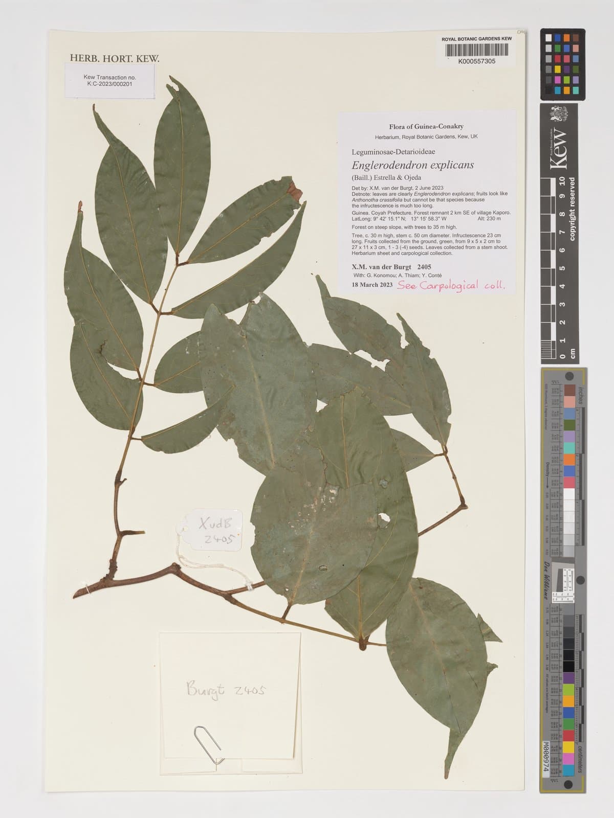 Englerodendron explicans (Baill.) Estrella & Ojeda