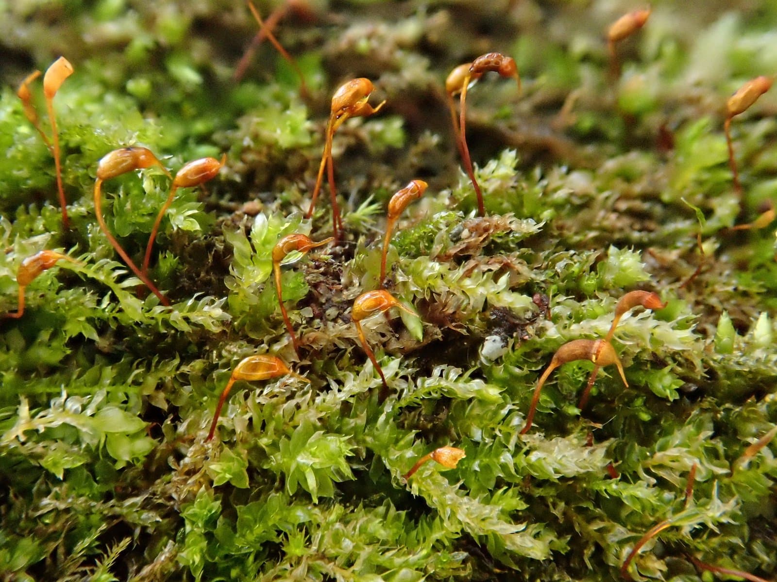 Rhynchostegium rotundifolium (Scop. ex Brid.) Schimp.