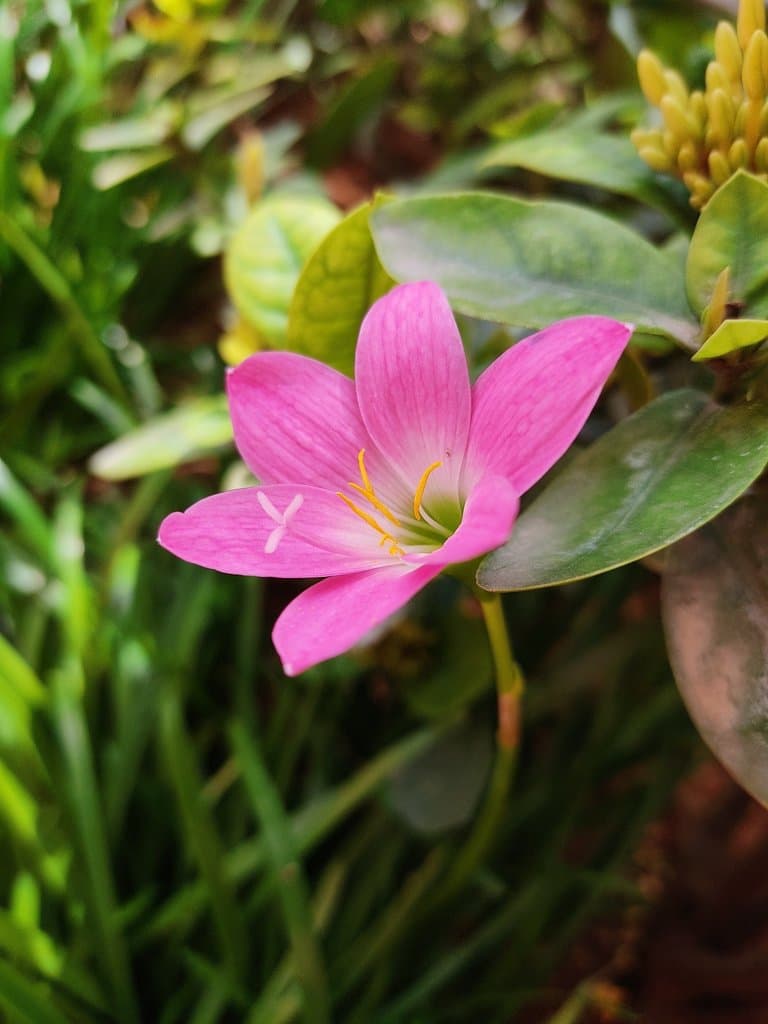 Zephyranthes carinata Herb.