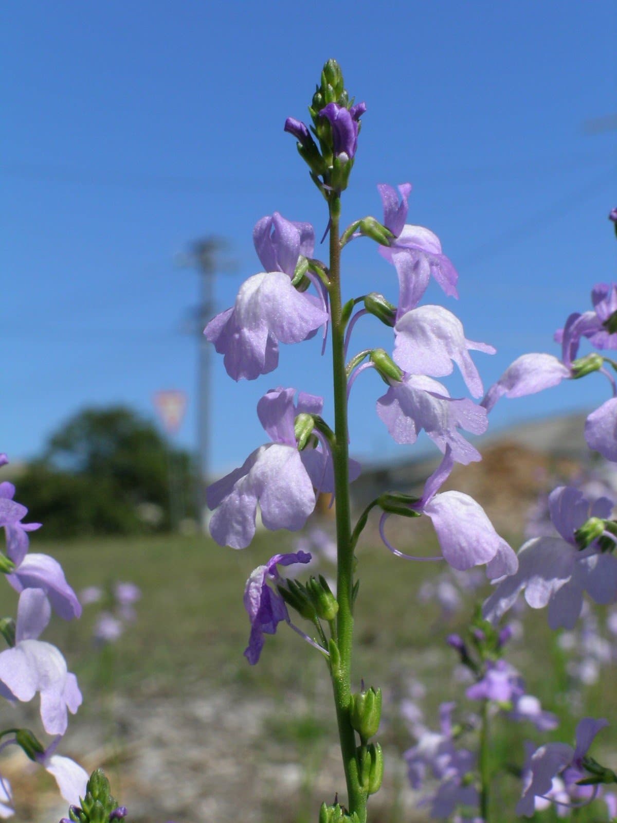 Linaria incarnata (Vent.) Spreng.