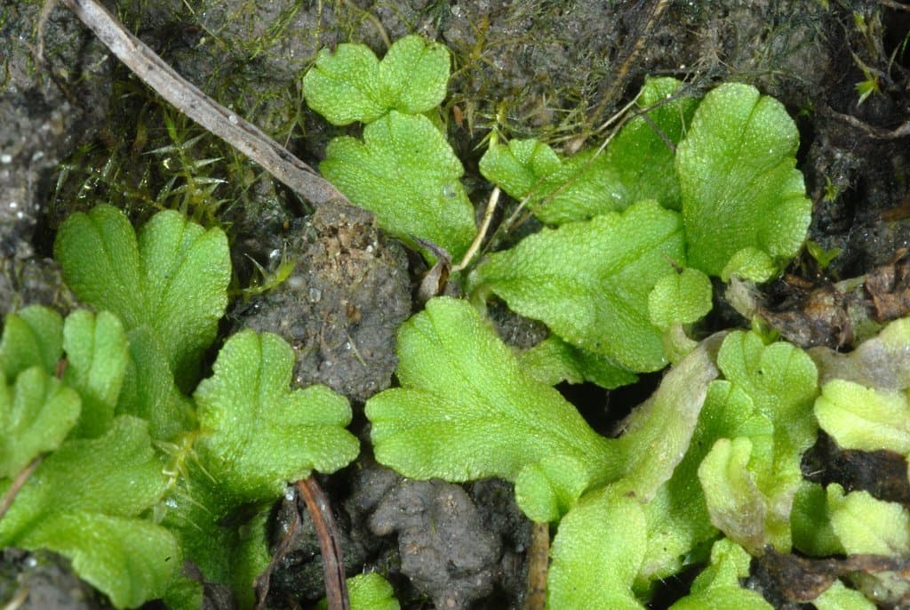Ricciocarpos natans (L.) Corda