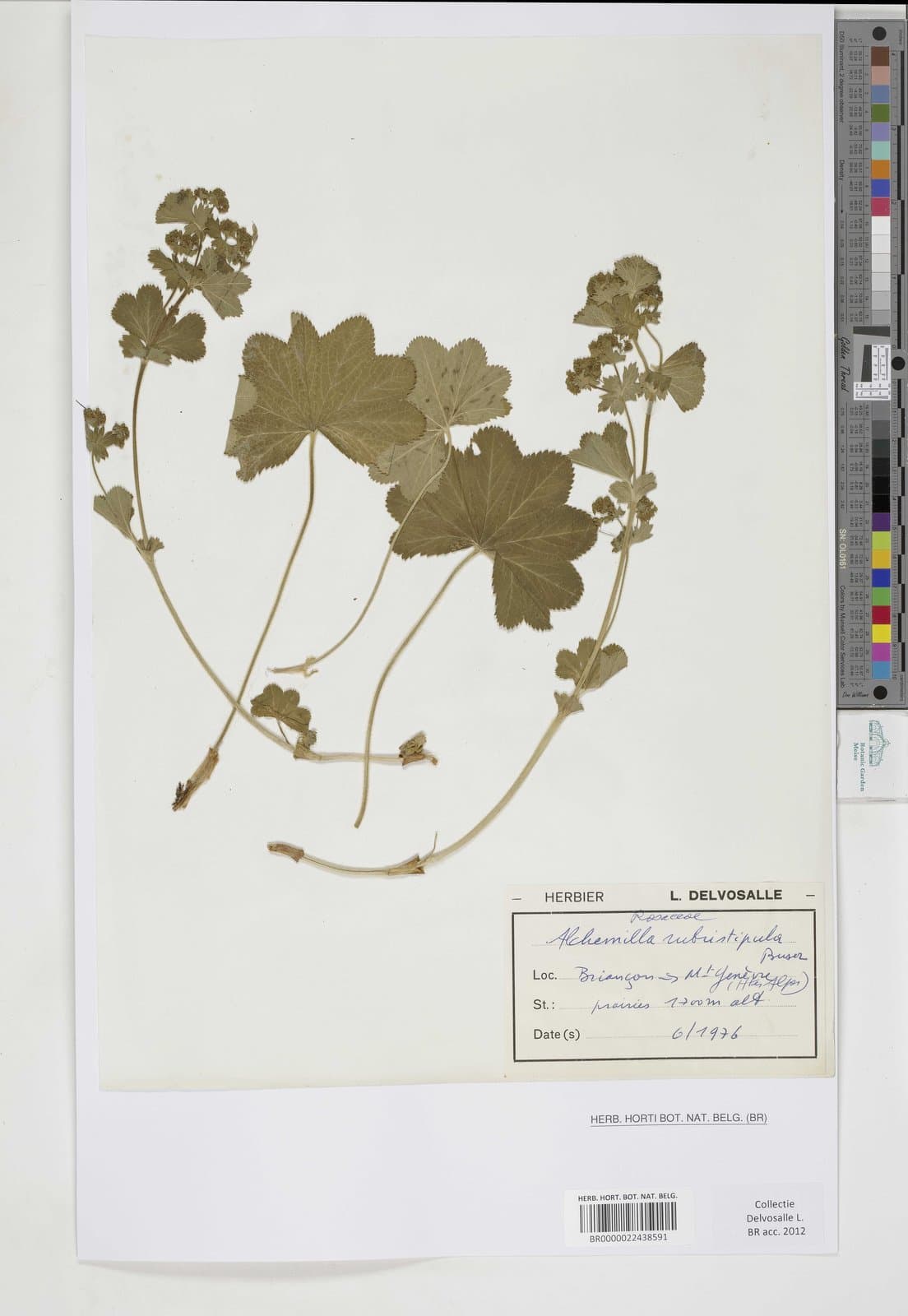 Alchemilla rubristipula Buser