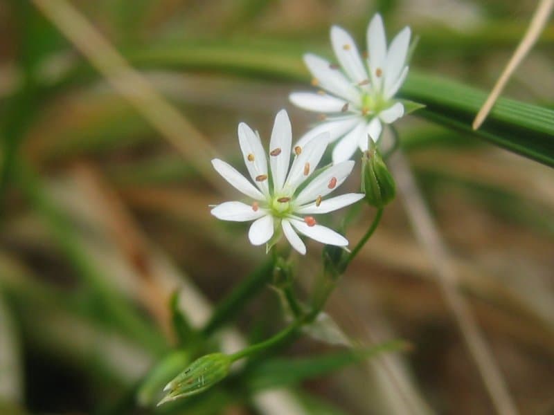 Stellaria graminea L.