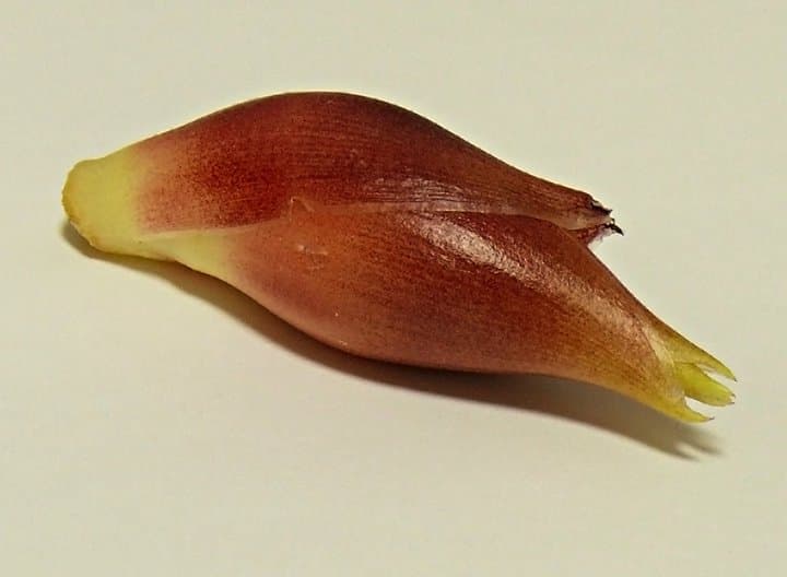 Zingiber mioga (Thunb.) Roscoe