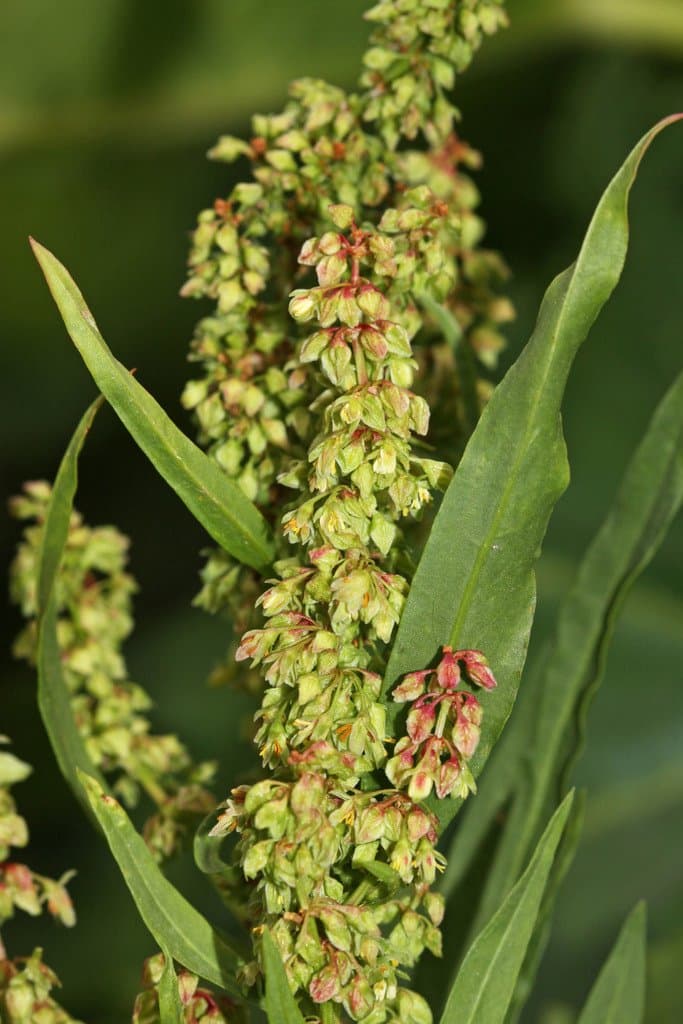 Rumex salicifolius Weinm.