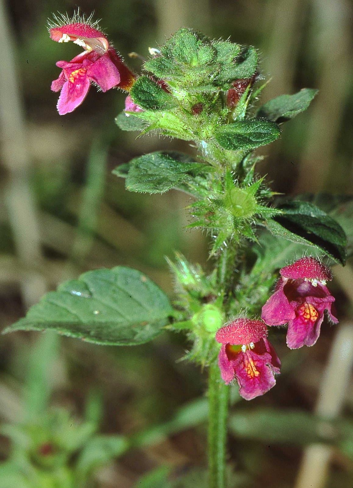 Galeopsis pubescens Besser