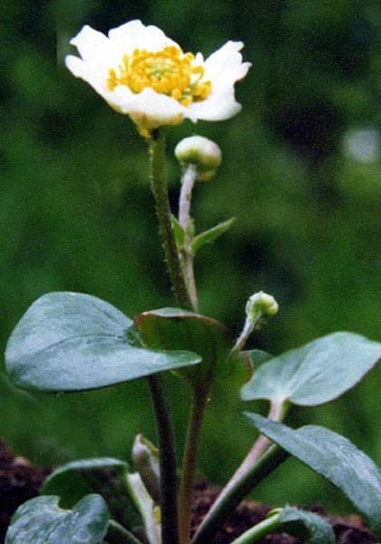 Ranunculus parnassiifolius L.