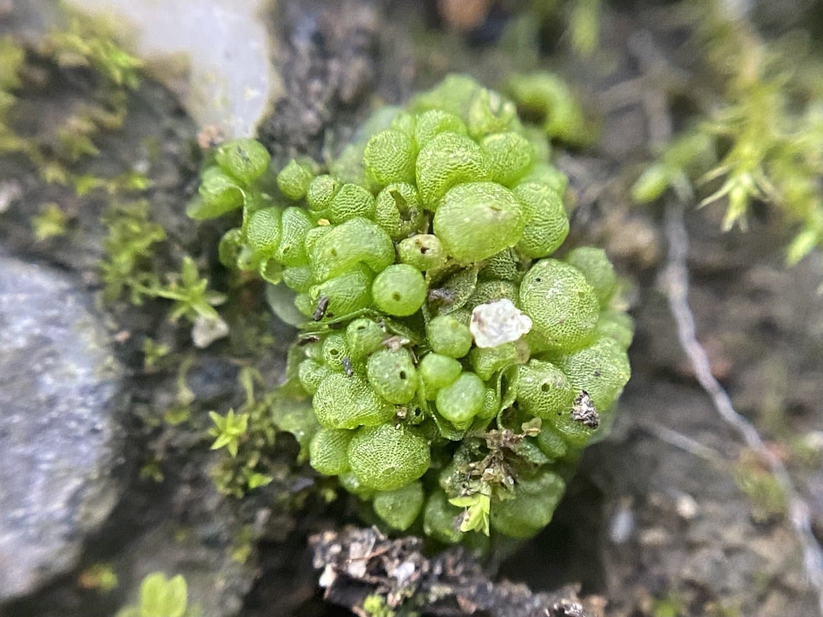 Sphaerocarpos michelii Bellardi